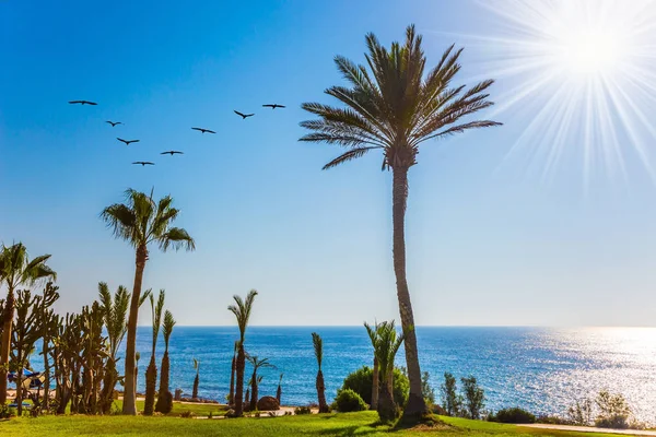 The concept of a classic beach holiday. Palm grove and green grass lawns on the shore of the sea. Flock of migratory birds flies over the coast. Island in the Southern Mediterranean