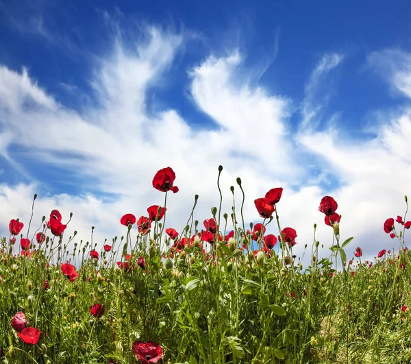 Vorfrühling Israel Frischer Wind Bläst Wolken Über Den Himmel Anemonen — Stockfoto