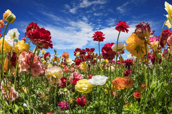 Vidunderlig Vårdag Varmt Sørlig Land Skjønne Mangefargede Smørblomster Fra Hagen – stockfoto