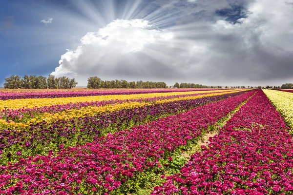 Pittoresco Campo Fioritura Ranuncoli Giardino — Foto Stock