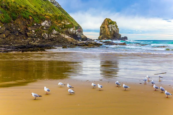 沙滩上的海鸥 风景如画的新西兰 积极生态旅游理念 — 图库照片