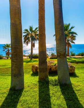 Pitoresk palm grove Akdeniz deniz plaj üzerinde