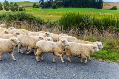 Büyük koyun sürüsü karayolu boyunca hareket ediyor. Egzotik yolculuk South Island, Yeni Zelanda. Aktif ve ekolojik turizm kavramı