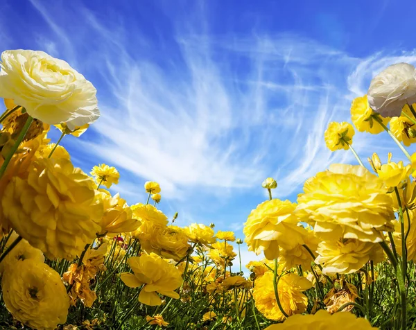 Grote Gele Tuin Boterbloemen Ranunculus Bloei Boerderij Veld — Stockfoto