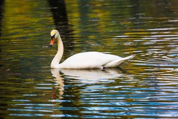 White Swan Swiming Picturesquely Reflects Smooth Calm Water Northern Italy — Stock Photo, Image