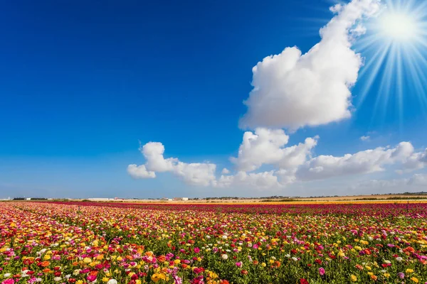在多云的天空中 风景如画的开花五颜六色的毛茛阳光的田野 — 图库照片