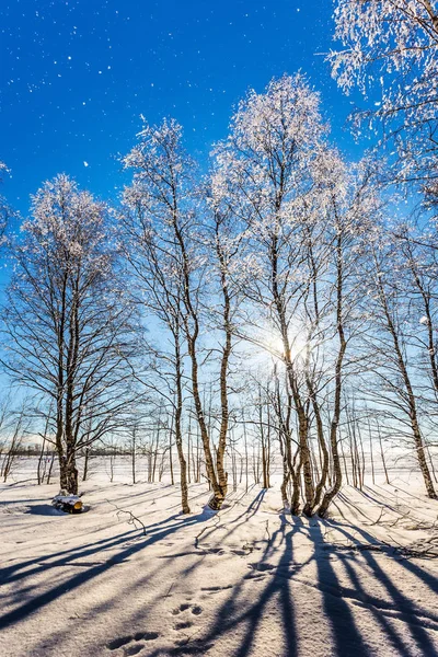 Transparent cold air of birch grove. cold northern sun is above horizon