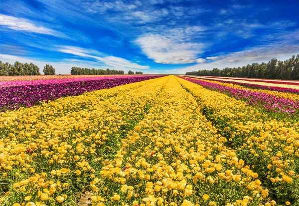 Enorme Campo Primavera Ranuncoli Giardino Sole Splendente Attraverso Nuvole — Foto Stock