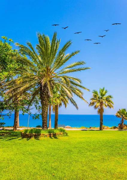Malebné Palmovém Háji Pláži Středozemního Moře — Stock fotografie