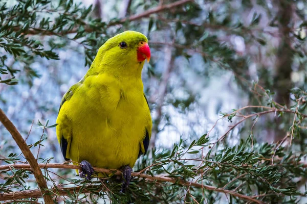 Vue Rapprochée Perroquet Ondulé Australien Jaune Vif Sur Branche Dans — Photo