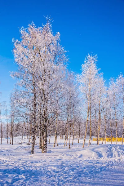 透明的白桦林冷空气 寒冷的北太阳在地平线之上 — 图库照片