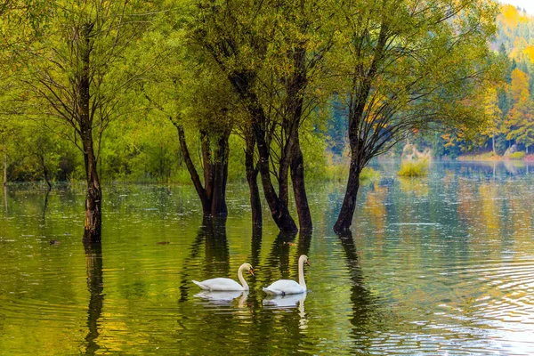 Cisnes Brancos Nadando Refletindo Água Lisa — Fotografia de Stock