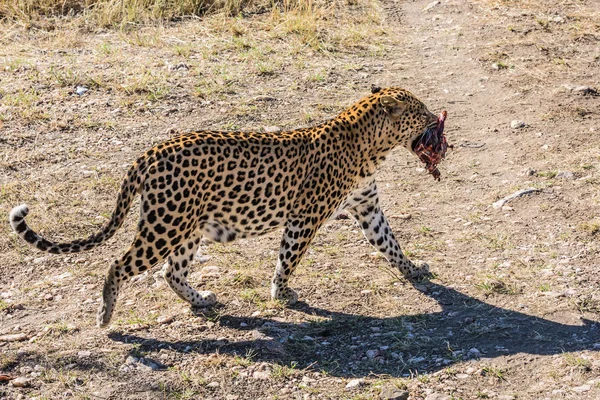 Cętkowany Lampart Afryki Ciągnie Kawałek Mięsa Zęby Savannah Namibii — Zdjęcie stockowe