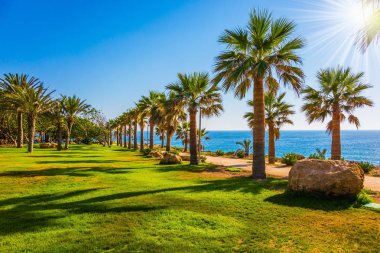  Pitoresk palmiye koru ve su kuyusu-damat yeşil çim çimenler sıcak deniz kıyısında. Ada Güney Akdeniz. Bir klasik plaj tatil kavramı