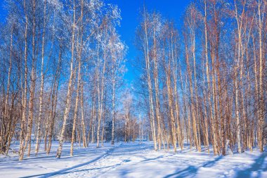 Parlak kış soğuk gün. Kayak yolu karla kaplı kavak Grove'da. Ormanın saydam soğuk hava. Aşırı ve eko-turizm kavramı 