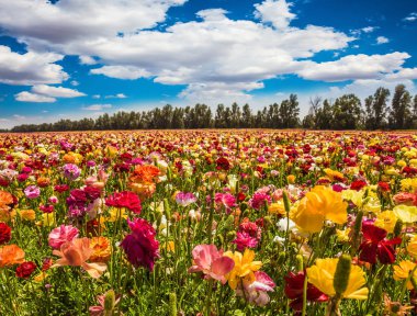 Bahar İsrail. Paskalya hafta. Çiçekli bahçe Düğünçiçekleri alan. Kibbutz İsrail güneyinde. Aktif ve ekolojik turizm kavramı