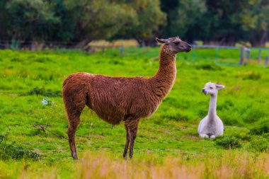 Komik llamas yeşil çayır üzerinde otlatmak. Büyük yolculuk South Island, Yeni Zelanda için. Aktif ve ekolojik turizm kavramı