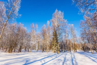 Parlak soğuk kış günü. Woodlands Arctic. Huş Grove saydam soğuk hava. Aşırı Turizm kavramı