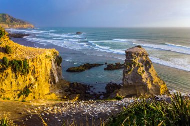 Deniz kuşları - Avustralya gannets koloni iç içe geçirme. North Island Yeni Zelanda güzel sahil. Gün batımı. Aktif ve ekolojik turizm kavramı