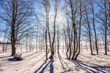 Soğuk kuzey ufukta güneştir. Peri masalı bir yolculuk. Huş Arctic koruda. Aşırı Turizm kavramı