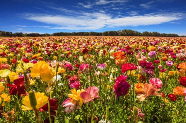Büyük alan parlak çiçekli bahçe Düğünçiçekleri-Düğünçiçeği. Sıcak Mayıs günü. Ekolojik ve kırsal turizm kavramı