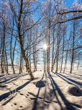 Derin karda birçok izleri vardır. Ormanın saydam soğuk hava. Arctic kışın. Aşırı Turizm kavramı
