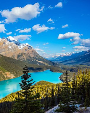 Picturesque Lake Peyto in Banff National Park. Turquoise water and the shape of the lake in the form of a wolf's head are popular with tourists clipart