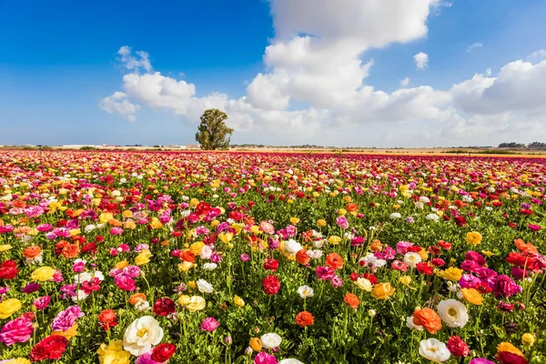 Kibbuz Felder Blühenden Garten Ranunkeln Hahnenfuß Frühjahrsblüte Üppige Kumuluswolken Fliegen — Stockfoto