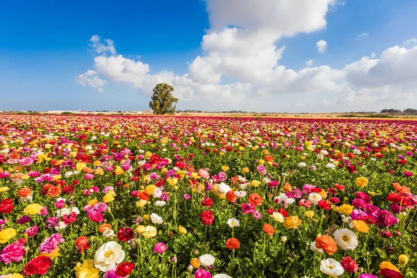 Kibboutz Champs Buttercups Jardin Fleurs Ranunculus Floraison Printanière Des Cumulus — Photo