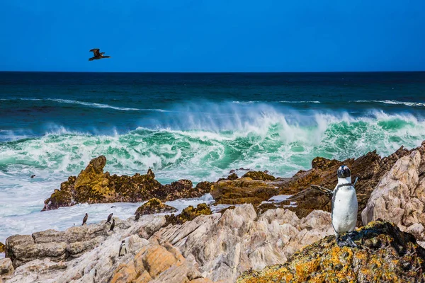 Velké Kormorána Letí Nad Afrického Tučňáka Balvany Řasy Balvany Penguin — Stock fotografie