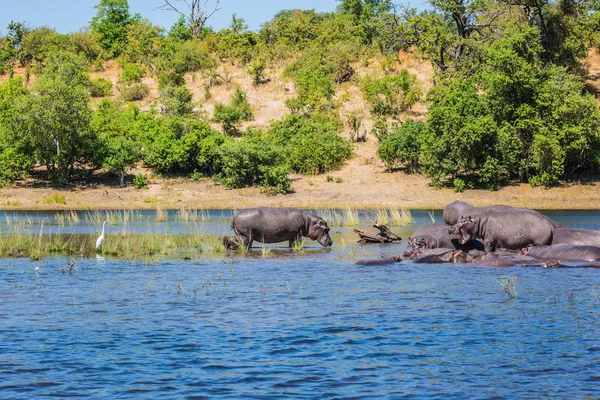 Rodina Hroši Řece Koncept Extrémní Turistiky Delta Okavango Chobe Národního — Stock fotografie