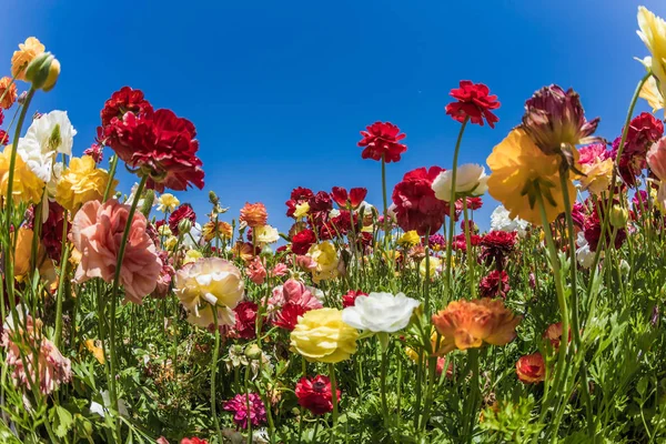 愛らしい庭色とりどりキンポウゲ 暖かい南の国で素晴らしい春の日 — ストック写真