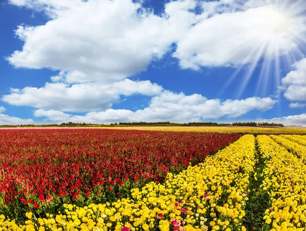 Clouds fly in the blue sky. Flowers are planted with stripes of red and yellow colors. The field of flowering garden buttercups. Concept of agritourism and ecological tourism