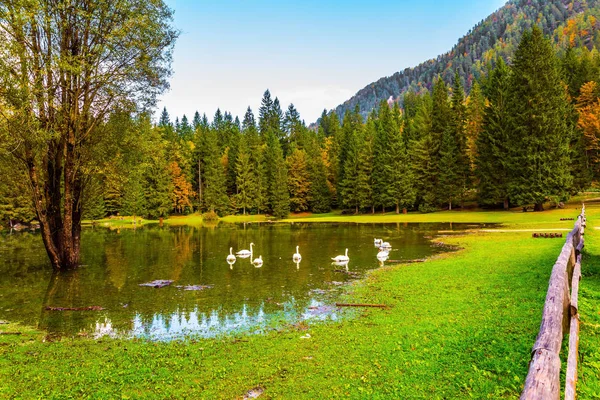 Hermosa Bandada Cisnes Blancos Nada Refleja Agua Suave Lago Norte —  Fotos de Stock