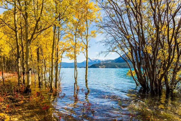 Bétulas Costeiras Inundadas Lago Abraham Pitoresco Uma Inundação Viagem Outono — Fotografia de Stock
