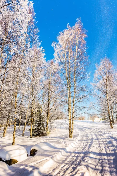 Camino Agachado Nieve Aire Frío Transparente Del Bosque Hardwood Grove — Foto de Stock