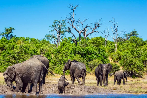 Troupeau Éléphants Afrique Traversant Rivière Eau Peu Profonde Arrosage Dans — Photo