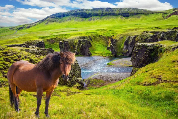 Výrazný Kaňon Islandu Islandský Tundra Červenci Čistokrevný Kůň Pase Útesu — Stock fotografie