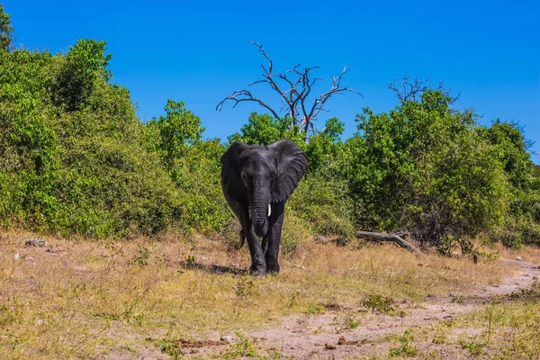 Tränken Großer Tiere Okavango Delta Elefant Ledig Faszinierende Reise Nach — Stockfoto