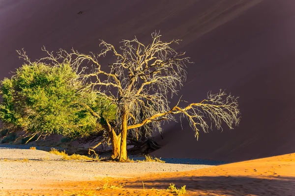 Petit Arbre Solitaire Dans Désert Coucher Soleil Dans Désert Namibien — Photo