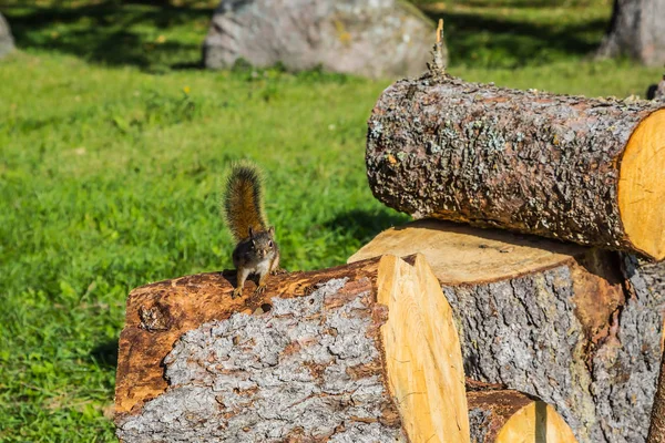 Das Für Den Winter Vorbereitete Brennholz Auf Dem Baumstumpf Sitzt — Stockfoto