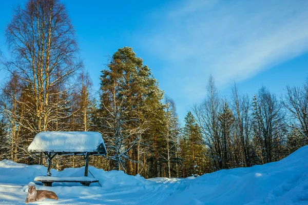 Cerca Parada Autobús Nieve Encuentra Gran Lince Invierno Nevado Ártico —  Fotos de Stock