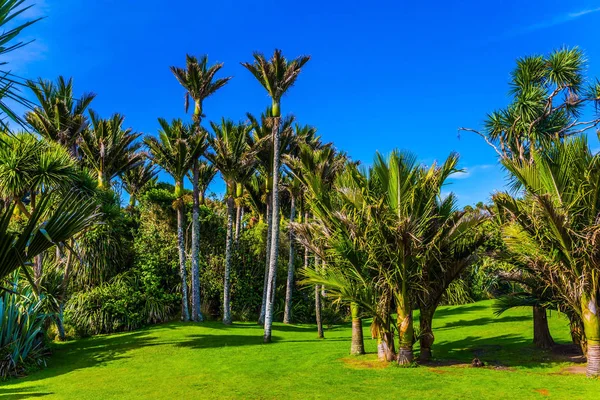 Viaje Los Confines Tierra Pintoresca Costa Isla Sur Nueva Zelanda — Foto de Stock