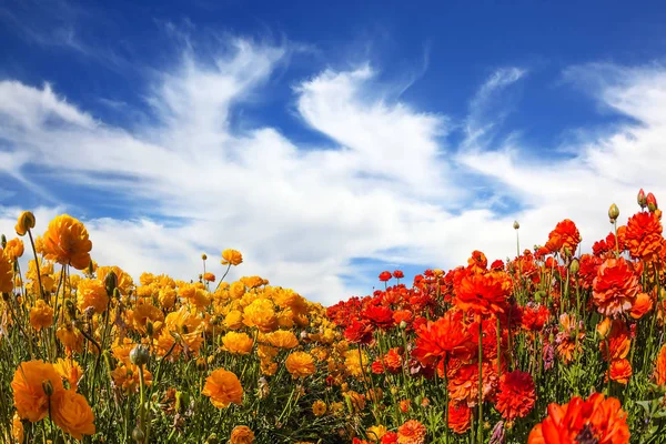 Sterke Lente Wind Draagt Wolken Gebied Van Bloeiende Boterbloemen Boterbloem — Stockfoto