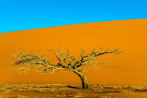 Гигантская Желто Оранжевая Дюна Маленькое Одинокое Дерево Пустыне Намиб Намибия — стоковое фото
