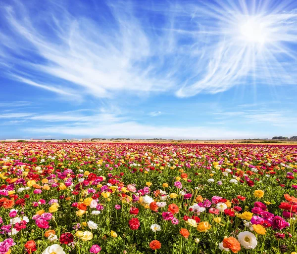 Das Malerische Feld Der Blühenden Bunten Ranunkeln Strahlende Sonne Wärmt — Stockfoto