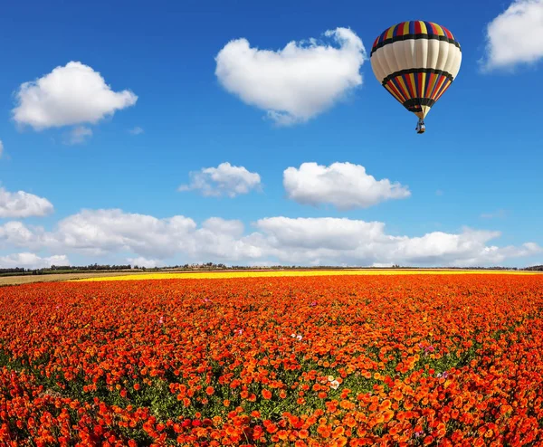 Der Riesige Mehrfarbige Ballon Fliegt Langsam Wolken Die Blühenden Felder — Stockfoto