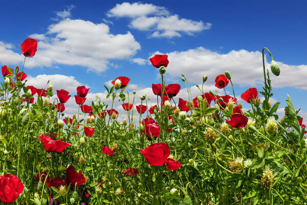 Anemones of the family of buttercups. Light cumulus clouds in the blue spring sky. Early spring in Israel. Concept of ecological and rural tourism