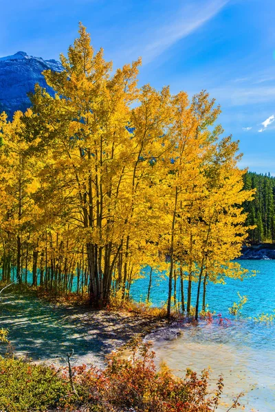 Overstroomd Kust Aspen Grove Pittoreske Turquoise Abraham Lake Een Overstroming — Stockfoto