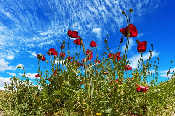 Concept of ecological and rural tourism. Magnificent wildflowers - red anemones. Light cirrus clouds in the blue spring sky. Early spring in Israel